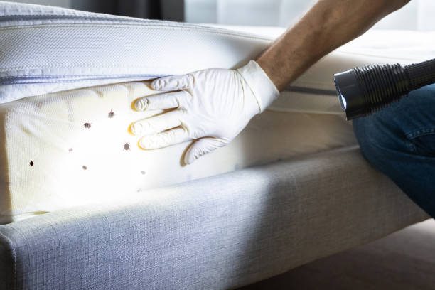 Best Pest Removal Services  in Ferndale, MD