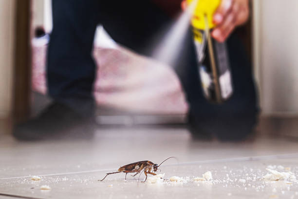 Best Rat Extermination Near Me  in Ferndale, MD