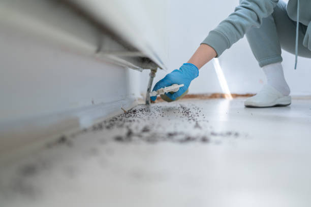Wasp Removal Services in Ferndale, MD